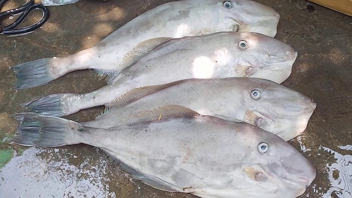 Khô cá bò được làm từ những con cá bò da hay có tên gọi khác là cá bò giấy, cá bò một gai lưng